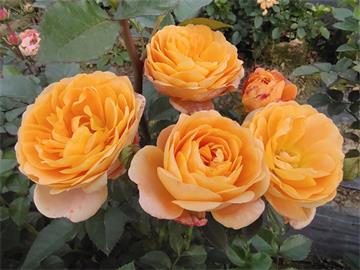 吉林玫瑰市花文化和月季景观