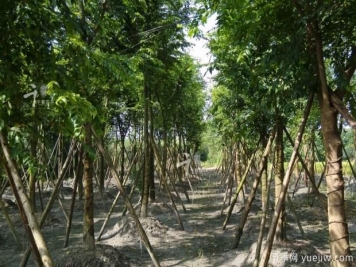 朴树种植和养护的四大注意事项