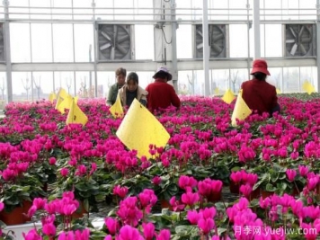 扬州高邮：每天发货30万株，花工厂绽放乡村振兴致富花
