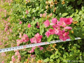 安吉拉月季盆栽苗，60厘米高基地发货