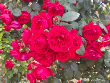 6款红色系的藤本月季品种，适合打造网红花墙