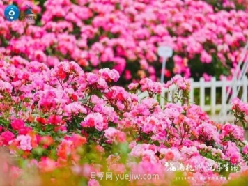 2024年第二届杭州市月季花展举办，赏500万株月季