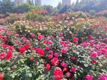 郑州月季公园40万株月季竞相绽放，感受花漾生活