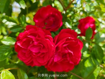 月季红木香爆花机器，花艳丽花量大花期长