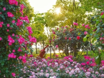 上海前滩休闲公园，月季花海盛景等你赏